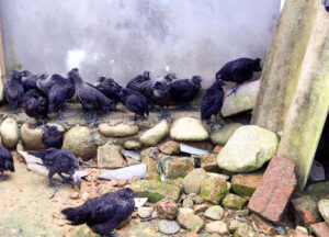 gà đen Bình Liêu