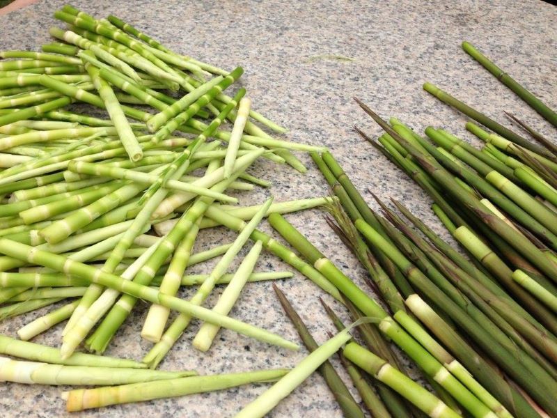Măng trúc Yên Tử – hương vị núi rừng trong từng miếng ngon