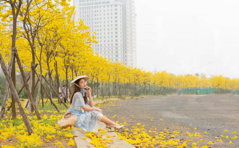 Mùa hoa Phong Linh nở vào tháng nào?