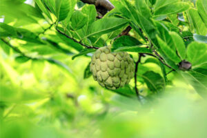 na dai Đông Triều