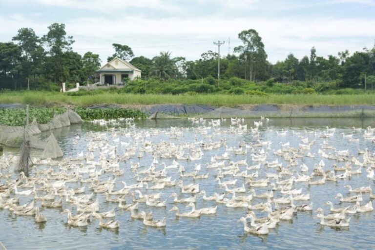 Trứng vịt biển Đồng Rui – Đặc sản nức tiếng Quảng Ninh