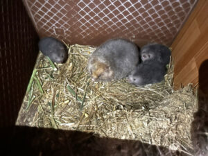 bán dúi giống ở Quảng Ninh