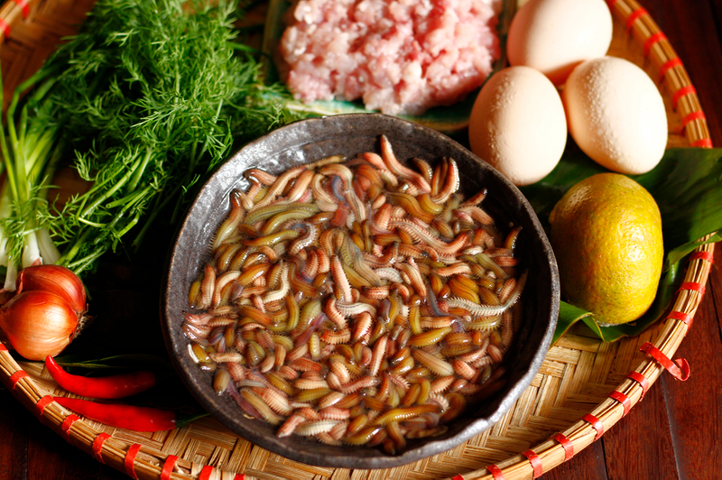 Rươi Đông Triều – Đặc sản tươi ngon, đắt giá của Quảng Ninh