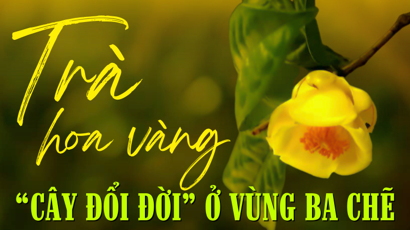 Trà hoa vàng Ba Chẽ: Món quà từ thiên nhiên