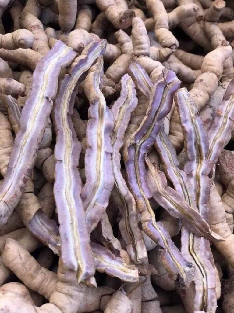 Ba kích tím Quảng Ninh: Dược liệu thiên nhiên tốt cho sức khỏe 1 Ba kích tím Quảng Ninh: Dược liệu thiên nhiên tốt cho sức khỏe