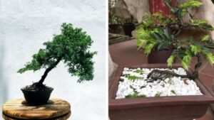 Tìm hiểu về cây tùng đen Quảng Ninh