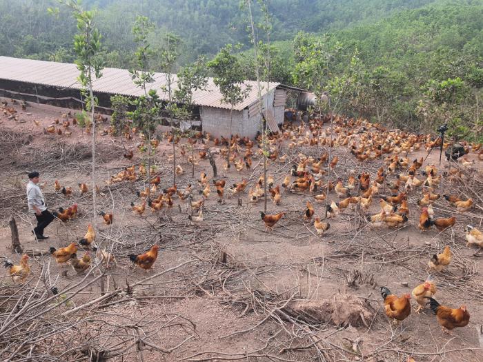 Gà đồi Tiên Yên: Món ăn đặc sản trứ danh tại Quảng Ninh 6 ga-doi-tien-yen