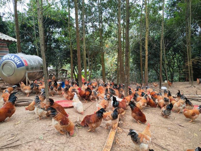 Gà đồi Tiên Yên: Món ăn đặc sản trứ danh tại Quảng Ninh 7 ga doi tien yen 2