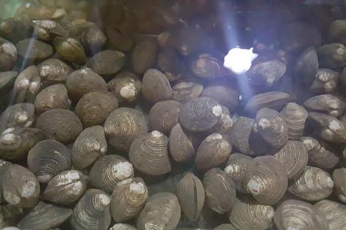 Con ngán và các món chế biến giàu giá trị dinh dưỡng 5 con ngan 4