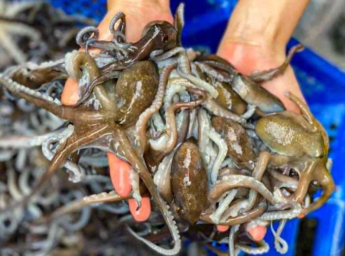 Con ruốc biển: Đặc sản Quảng Ninh nên thử ít nhất 1 lần 2 con-ruoc-bien
