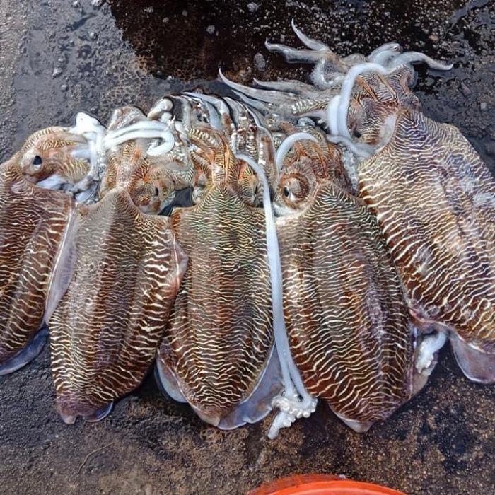 Chả mực Kim Thoa: Đặc sản Hạ Long trứ danh nhất định nên thử 2 cha muc kim thoa 2