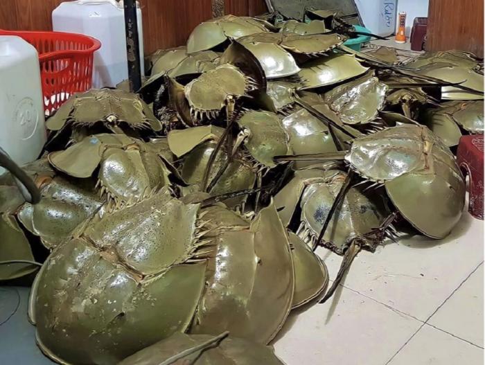 Con sam: Đặc sản biển và những món ngon khó cưỡng 1 con-sam