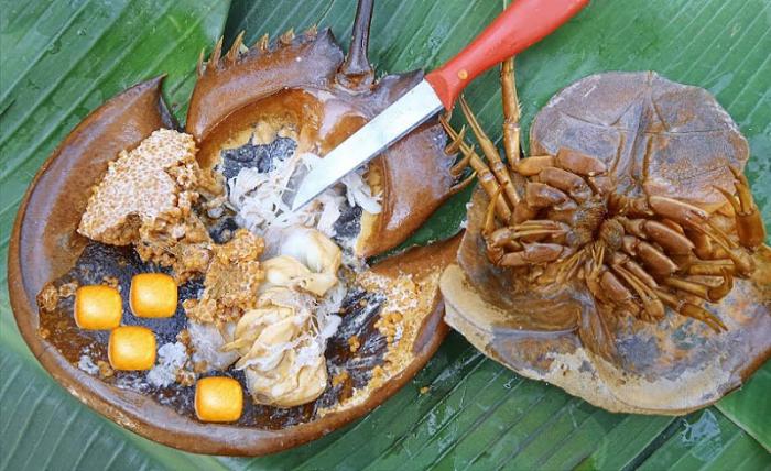 Con sam: Đặc sản biển và những món ngon khó cưỡng 4 con sam 4