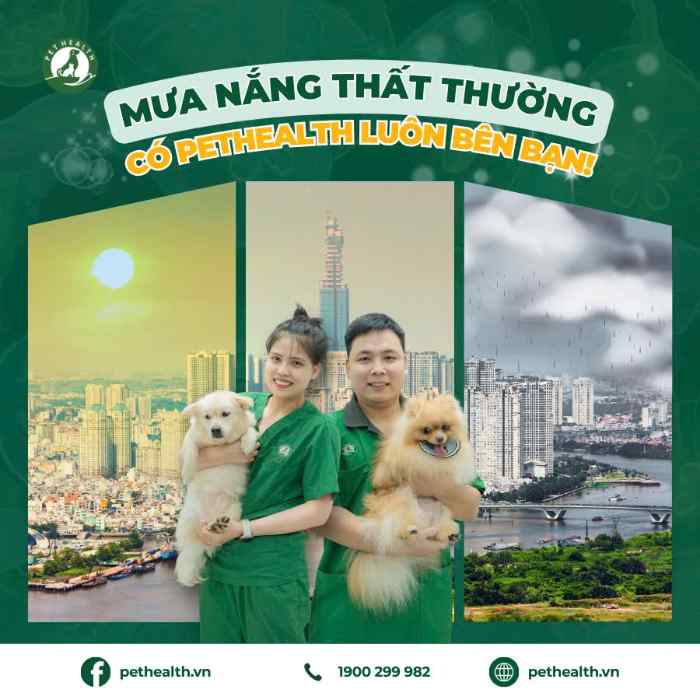 Bệnh Viện Thú Y PetHealth Hạ Long 