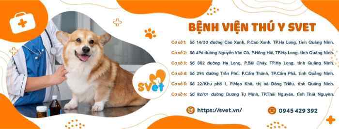 Bệnh Viện Thú Y SVET Quảng Ninh