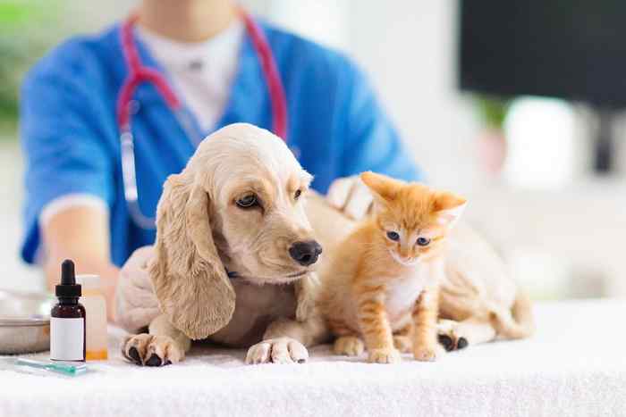 Note ngay 4 phòng thú y ở Quảng Ninh khám – chữa tốt