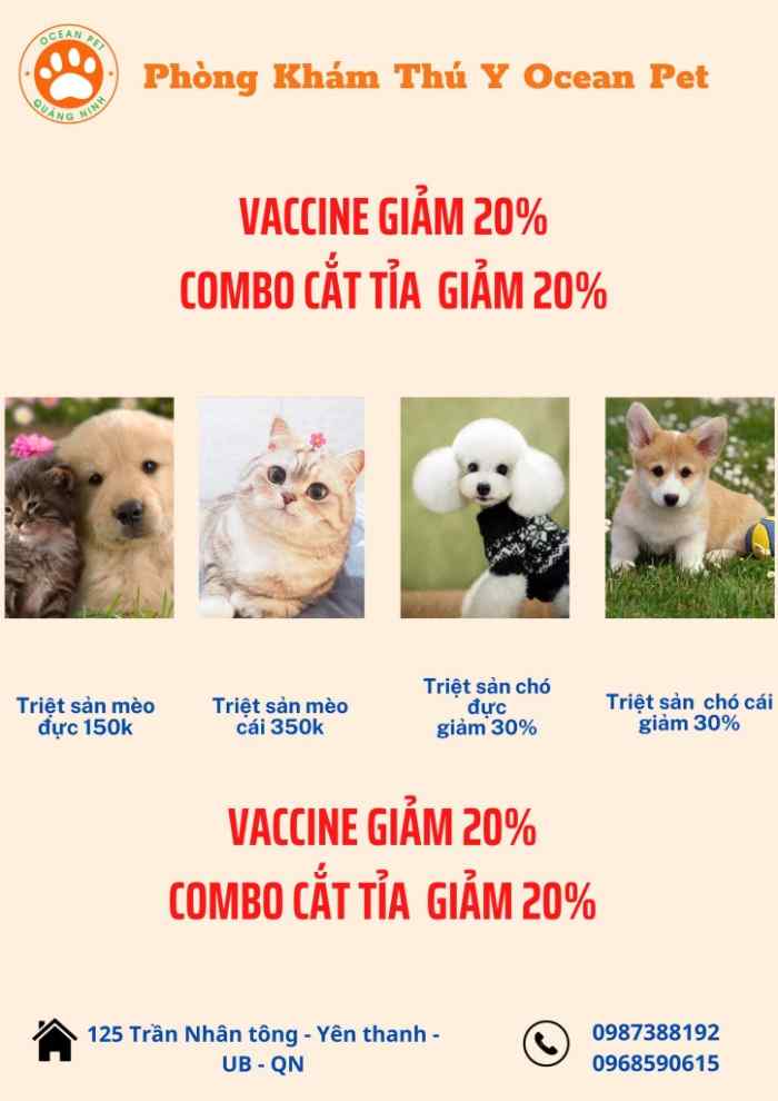 Note ngay 4 phòng thú y ở Quảng Ninh khám - chữa tốt 4 Hoa Lan - phòng thú y ở Quảng Ninh