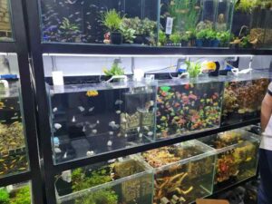 shop cá cảnh ở Quảng Ninh