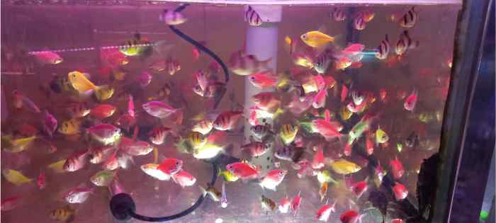 Cửa hàng cá cảnh Tuấn Nguyên