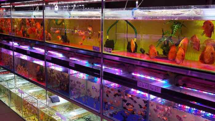 Tân Anh - shop cá cảnh ở Quảng Ninh