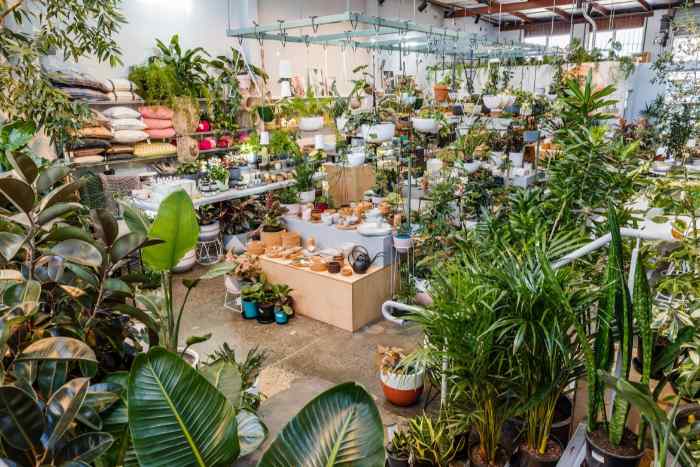 shop cây cảnh ở Quảng Ninh