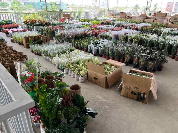 Hoa Xinh Ngân Lượng