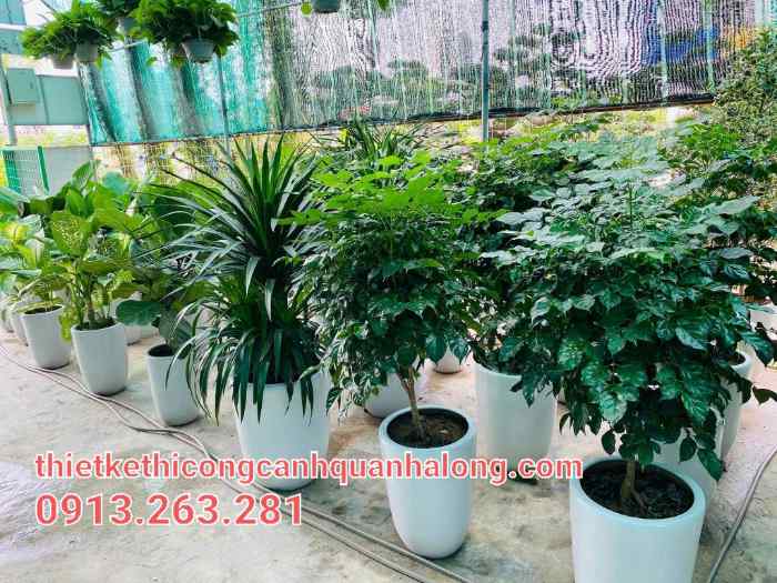 Công Ty Thiết Kế Và Thi Công Cảnh Quan Hạ Long 