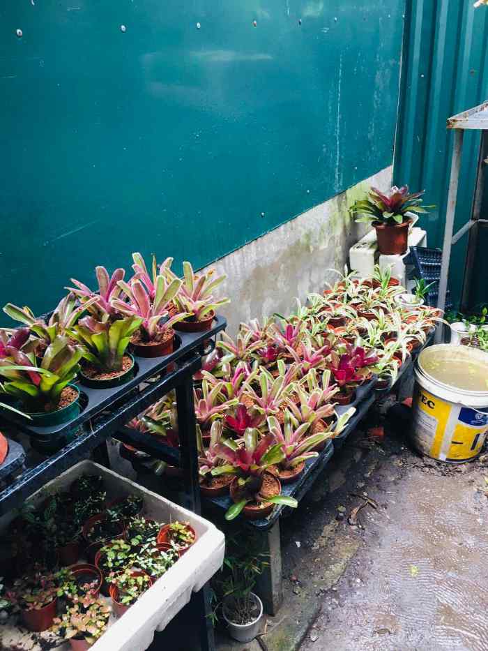 D-Green - shop cây cảnh ở Quảng Ninh