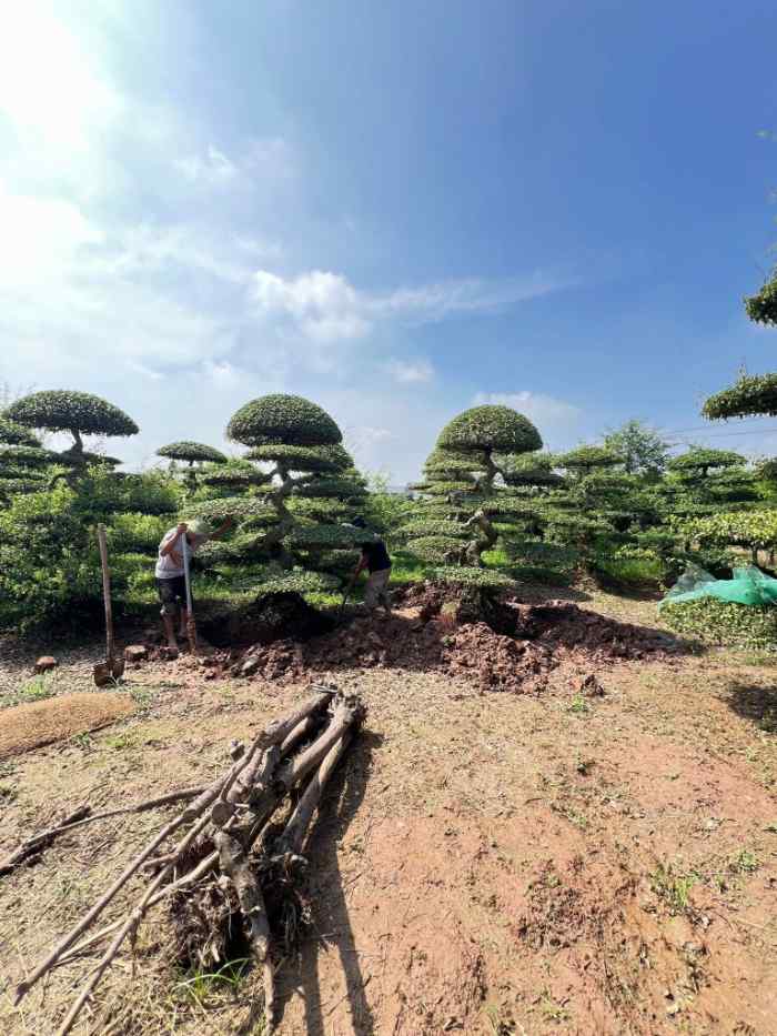 Hồng Nhung - shop cây cảnh ở Quảng Ninh