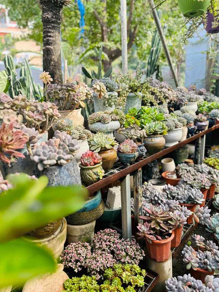 Cửa Hàng Cây Nội Thất Hạ Long 